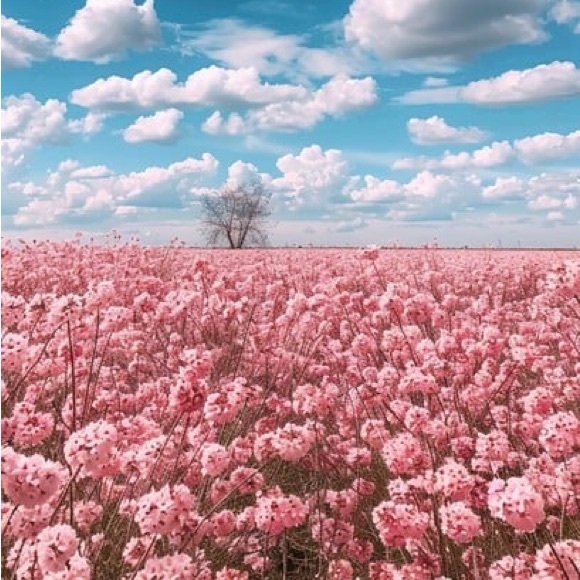 GIVEAWAY - Picture 1 of 1